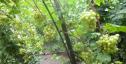 Ранний cорт винограда Русич от -Гусев Сергей Эдуардович фото id: 644629922