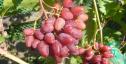 Очень ранний cорт винограда ЧЕРЕШНЕВЫЙ от -Пысанка О.М. фото id: 1023845160