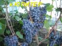Ранний cорт винограда Кишмиш Юпитер от Кишмиши фото id: 201194690