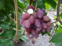 Ранний cорт винограда Преображение от -Крайнов В. Н. фото id: 834955367