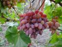 Ранний cорт винограда Преображение от -Крайнов В. Н. фото id: 171581535
