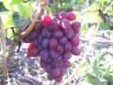 Ранний cорт винограда Прометей от -Загорулько В. В. фото id: 808103133