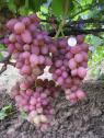 Ранний cорт винограда Прометей от -Загорулько В. В. фото id: 98733435