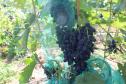 Очень ранний cорт винограда Ранняя надежда от -Голуб фото id: 453500166