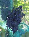 Очень ранний cорт винограда Ранняя надежда от -Голуб фото id: 466237735