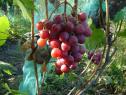 Раннесредний cорт винограда Рита от -Вишневецкий фото id: 1951870638