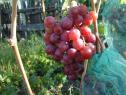 Раннесредний cорт винограда Рита от -Вишневецкий фото id: 2101472228
