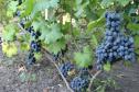 Ранний cорт винограда Руслан от -Загорулько В. В. фото id: 2123956162