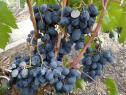 Ранний cорт винограда Руслан от -Загорулько В. В. фото id: 1318851891