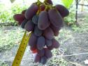 Средний cорт винограда Сентябрина от -Загорулько В. В. фото id: 2143900424