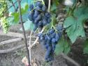 Очень ранний cорт винограда Ранняя надежда от -Голуб фото id: 799604924
