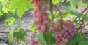 Ранний cорт винограда Софа от -Воронюк И. Н. фото id: 92413605