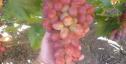 Очень ранний cорт винограда Ух-ты от -Столовые сорта и ГФ фото id: 531742002