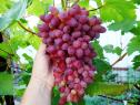 Очень ранний cорт винограда Кишмиш Велес от -Кишмиши фото id: 70348509