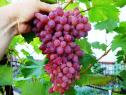 Очень ранний cорт винограда Кишмиш Велес от -Кишмиши фото id: 1824909024