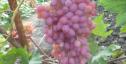 Очень ранний cорт винограда Кишмиш Велес от -Кишмиши фото id: 1579969276