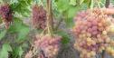 Очень ранний cорт винограда Кишмиш Велес от -Кишмиши фото id: 980781399