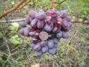 Раннесредний cорт винограда Велимир от -Литвинов Г. М. фото id: 678137369