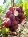 Очень ранний cорт винограда Воевода от -Литвинов Г. М. фото id: 439483766