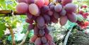 Очень ранний cорт винограда Вовчик от -Капелюшный В. У. фото id: 588655375