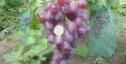 Очень ранний cорт винограда Вовчик от -Капелюшный В. У. фото id: 1722031780