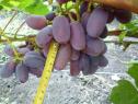 Средний cорт винограда Сентябрина от -Загорулько В. В. фото id: 1168872538