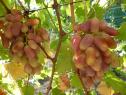 Очень ранний cорт винограда  Юлиан от -Капелюшный В. У. фото id: 49880147