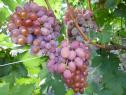 Ранний cорт винограда  Z-10 от -Загорулько В. В. фото id: 1534590120